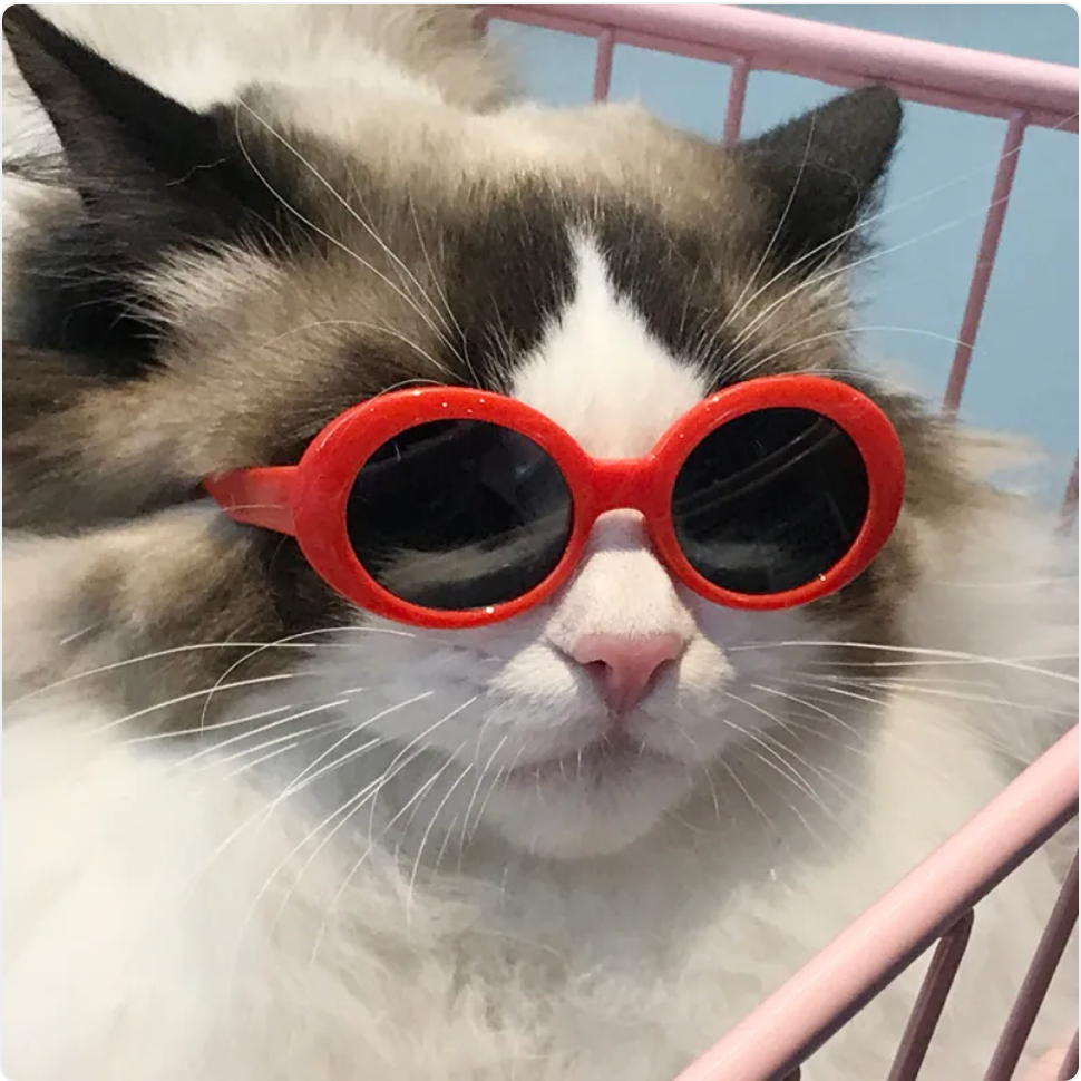 Cat Multi-color Sunglasses Cool Handsome Accessories