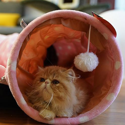 Cat Tunnel & Sleeping Bag