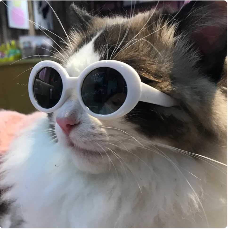 Cat Multi-color Sunglasses Cool Handsome Accessories