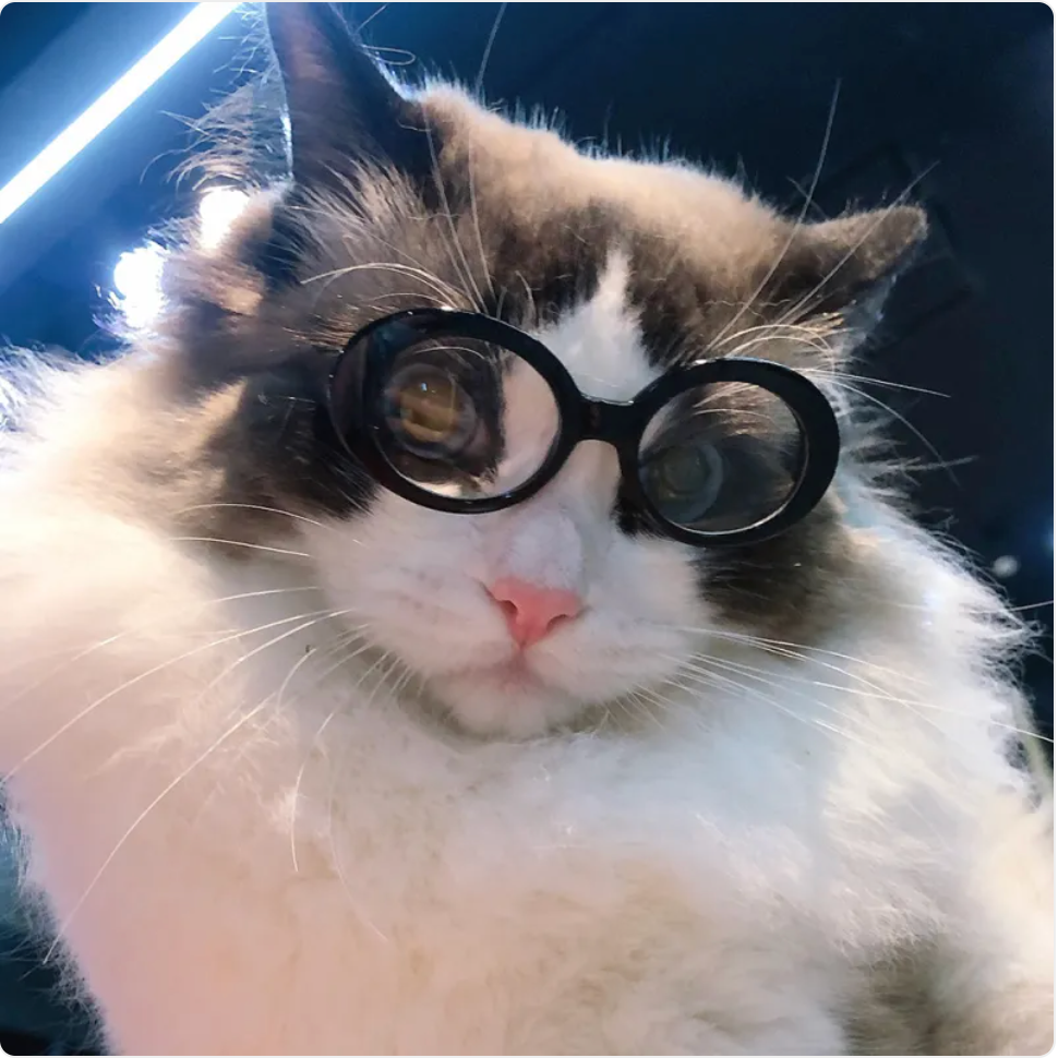 Cat Multi-color Sunglasses Cool Handsome Accessories