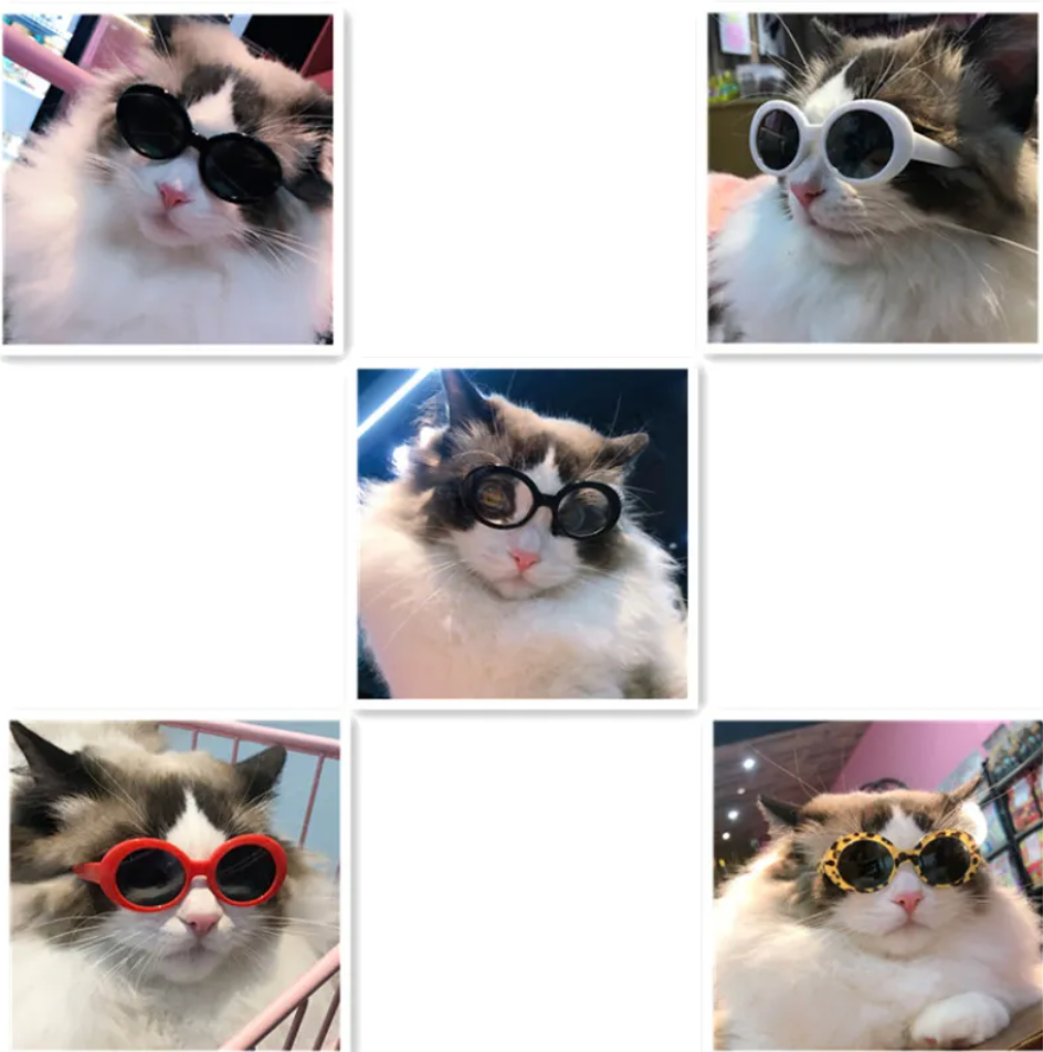 Cat Multi-color Sunglasses Cool Handsome Accessories