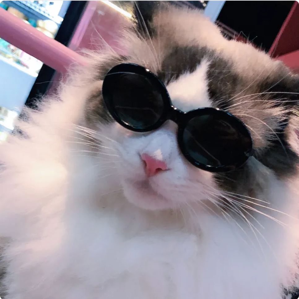 Cat Multi-color Sunglasses Cool Handsome Accessories