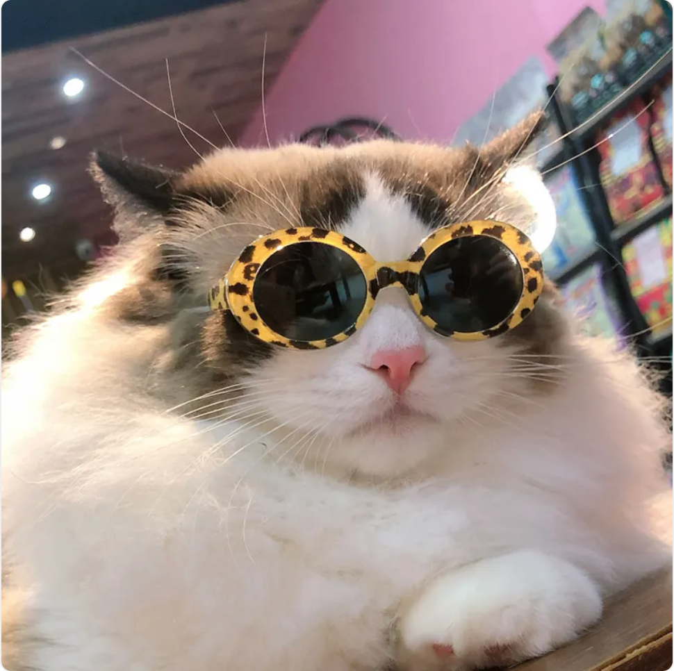 Cat Multi-color Sunglasses Cool Handsome Accessories